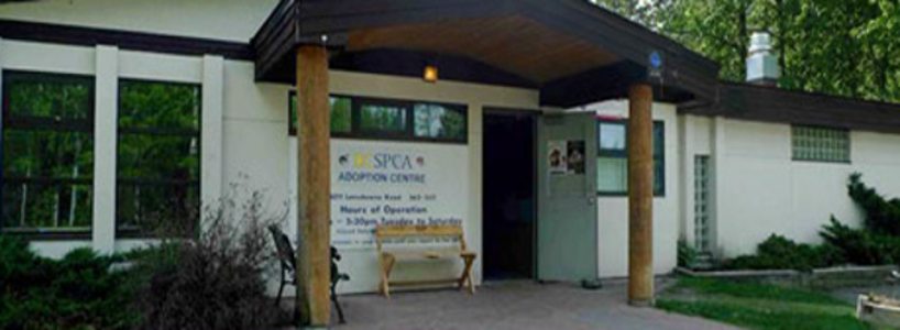 SPCA dealing with ringworm outbreak