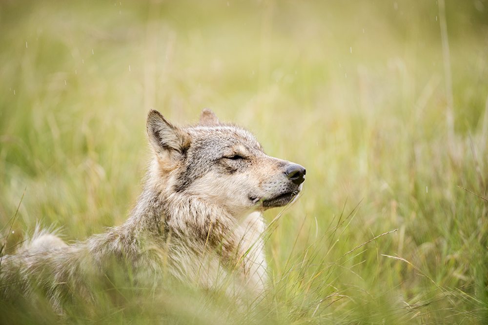 Environment groups petition to stop wolf killing