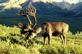 UNBC study sees caribou could face extinction