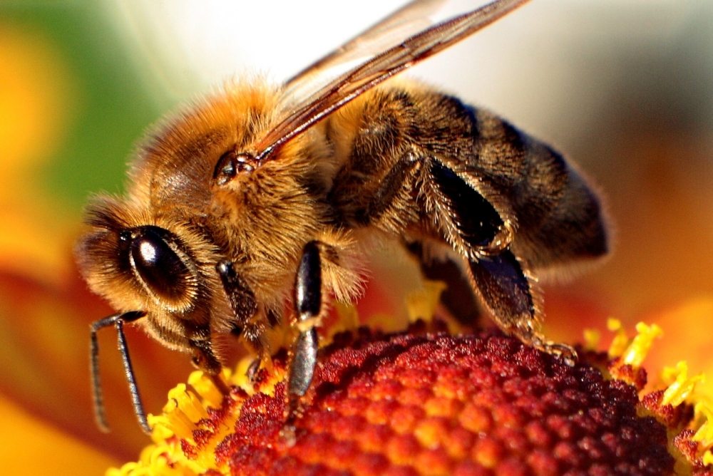 UNBC Professor talks bees