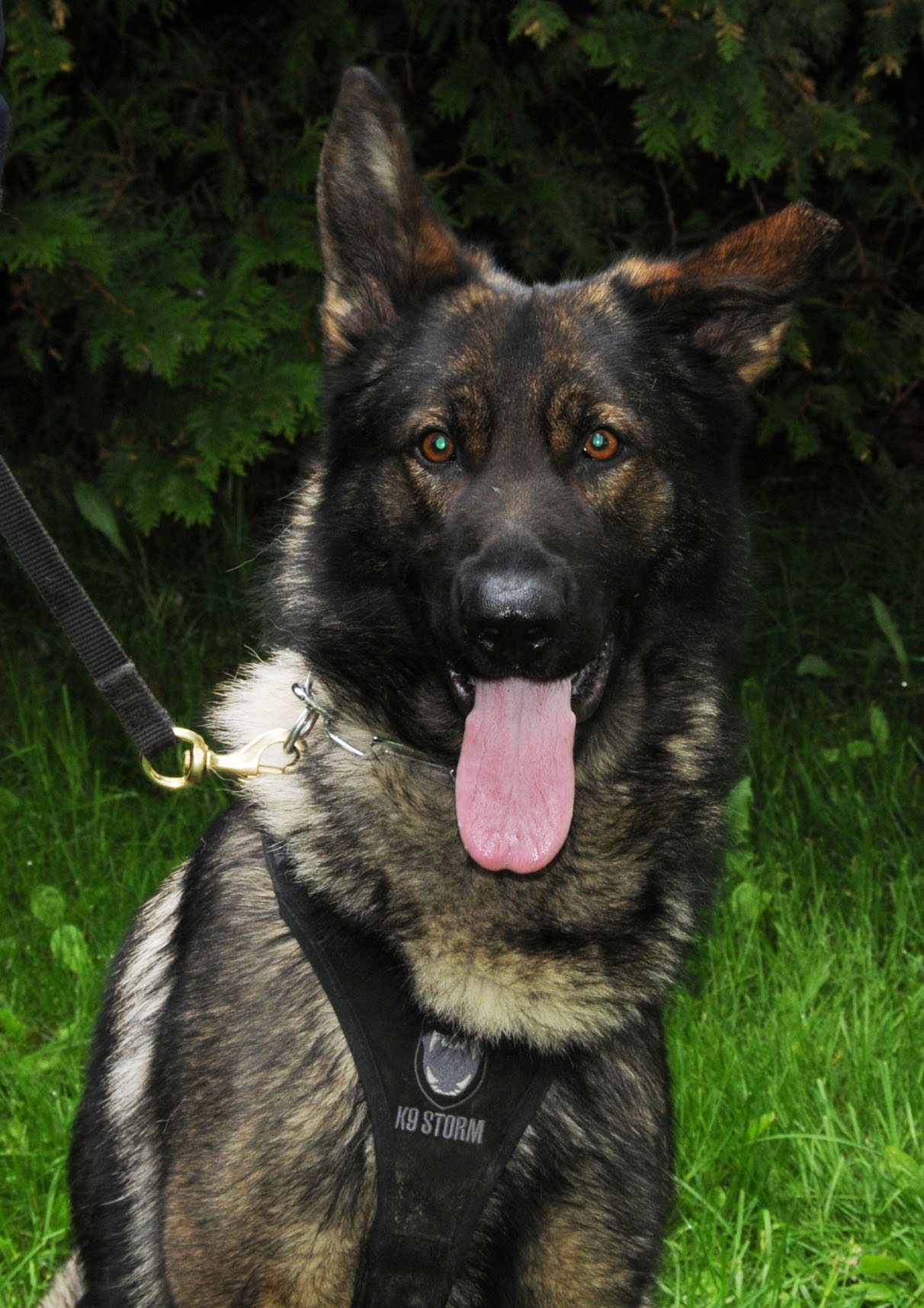 RCMP service dog locates missing child