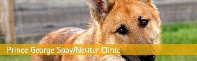 Celebrating a decade of the PG SPCA Spay/Neuter Clinic