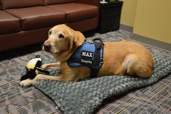 Therapy dog Max calms child on the stand