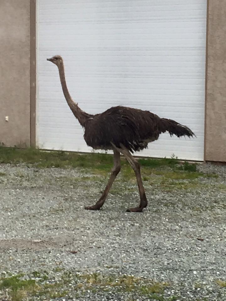 UPDATE: Wandering ostriches located