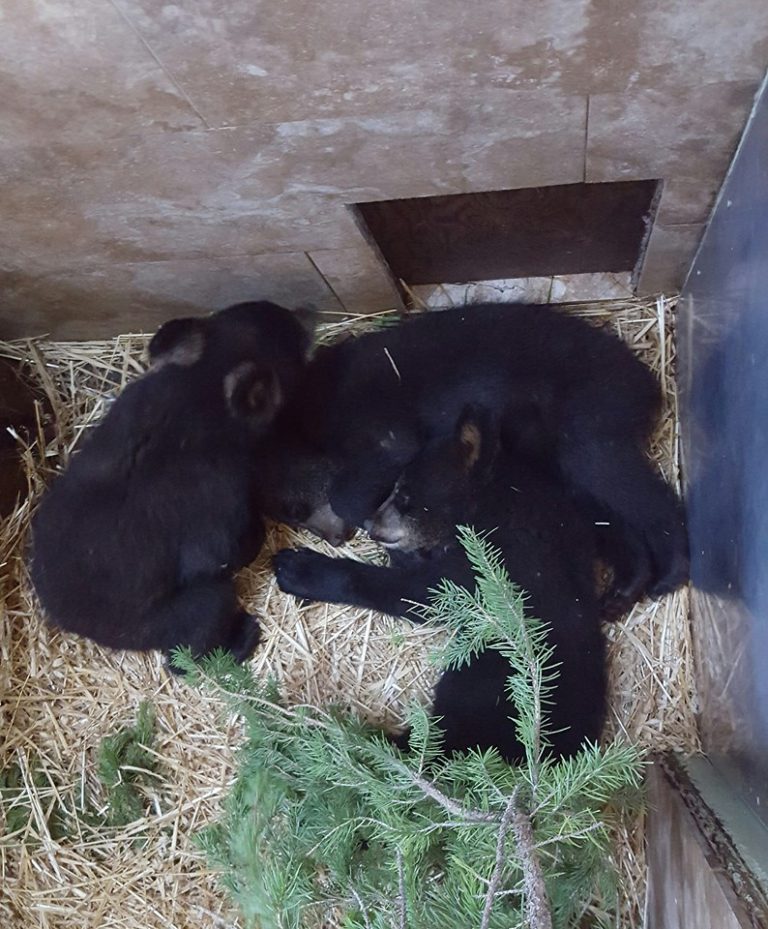 Three more bear cubs orphaned in Prince George