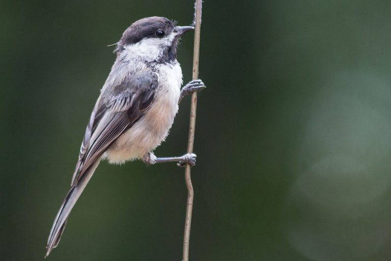 “Learning to cope” UNBC study shows how urban chickadees adapt to noise