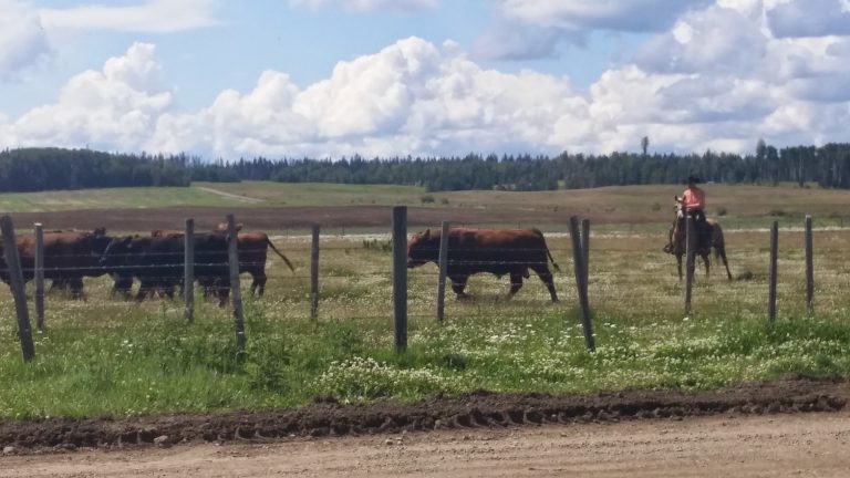 Here’s the beef! Prince George could soon be home to a beef processing plant