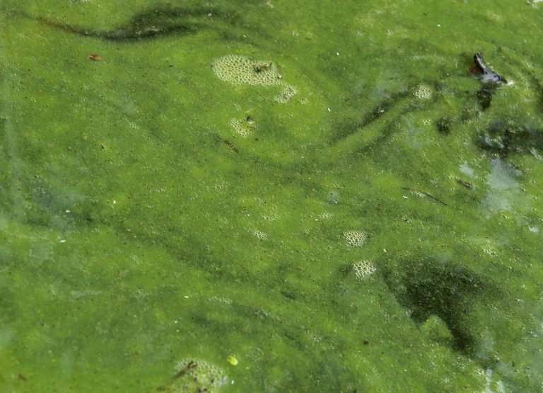 Blue-green algae bloom at Bednesti/Berman, Nulki and West Lakes