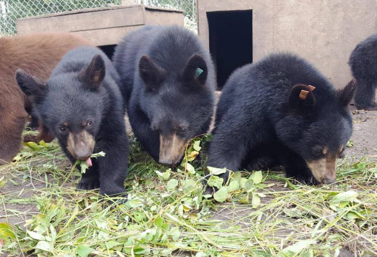 Northern Lights Wildlife Shelter fundraising for new black bear shelter