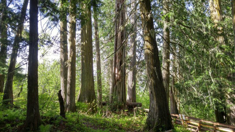 Ancient Forest reopens partially after being closed for fire