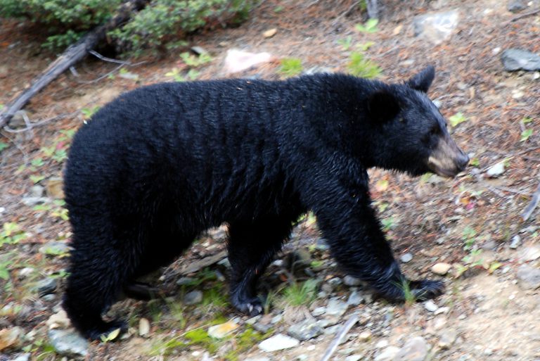 UPDATE: Dog recovering after bear encounter in Forests for the World