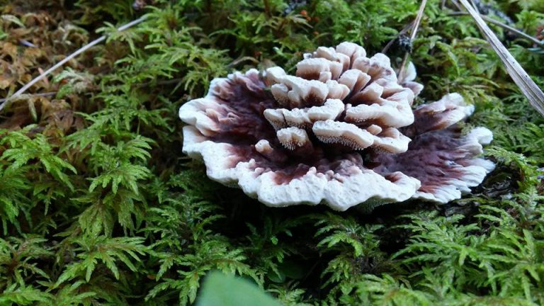 Wild mushrooms may be delicious but caution is key, says BC CDC