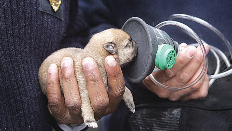 PG Fire Service receiving pet-saving equipment