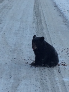 COS makes rare bear rescue