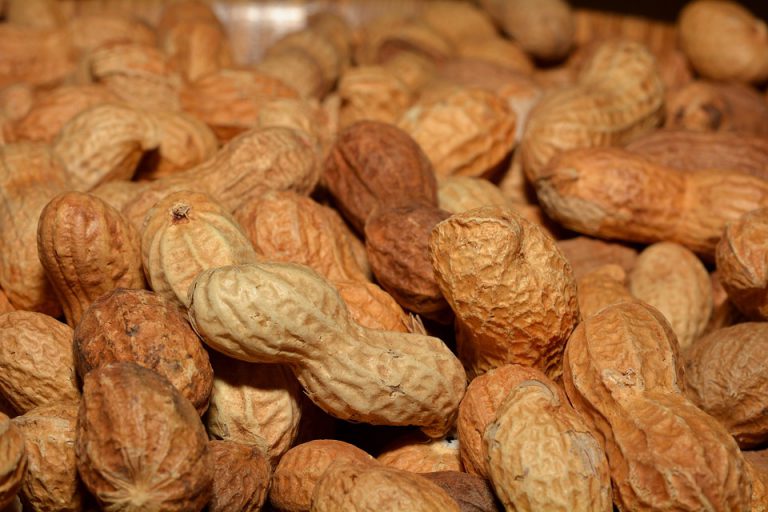 Feeding peanuts to your child early can reduce risk of allergy: expert