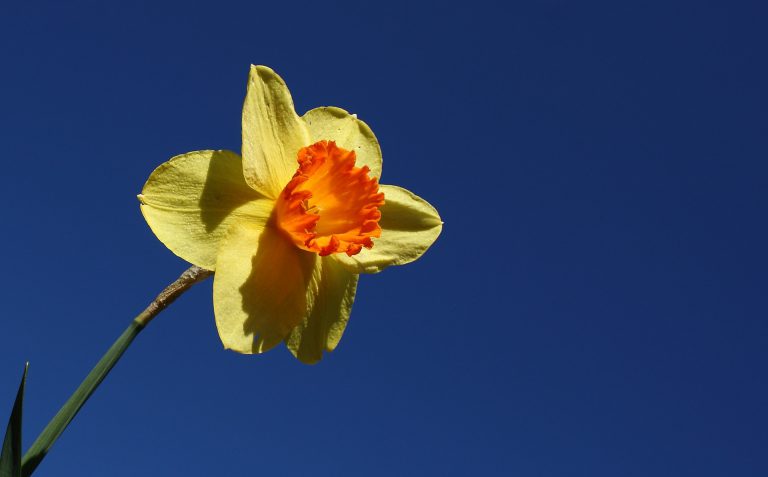 Annual Daffodil campaign kicks off Friday