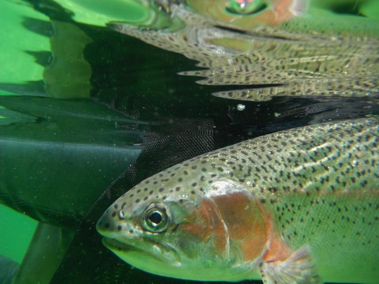 Salvation Army receives ‘catch of the day’ thanks to Spruce City Wildlife Association