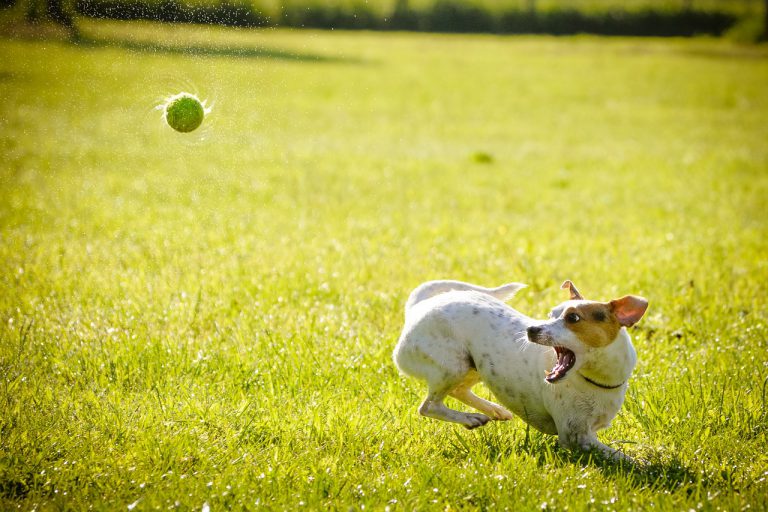 Humane Society happy with city’s ‘progressive’ approach to animal bylaw changes