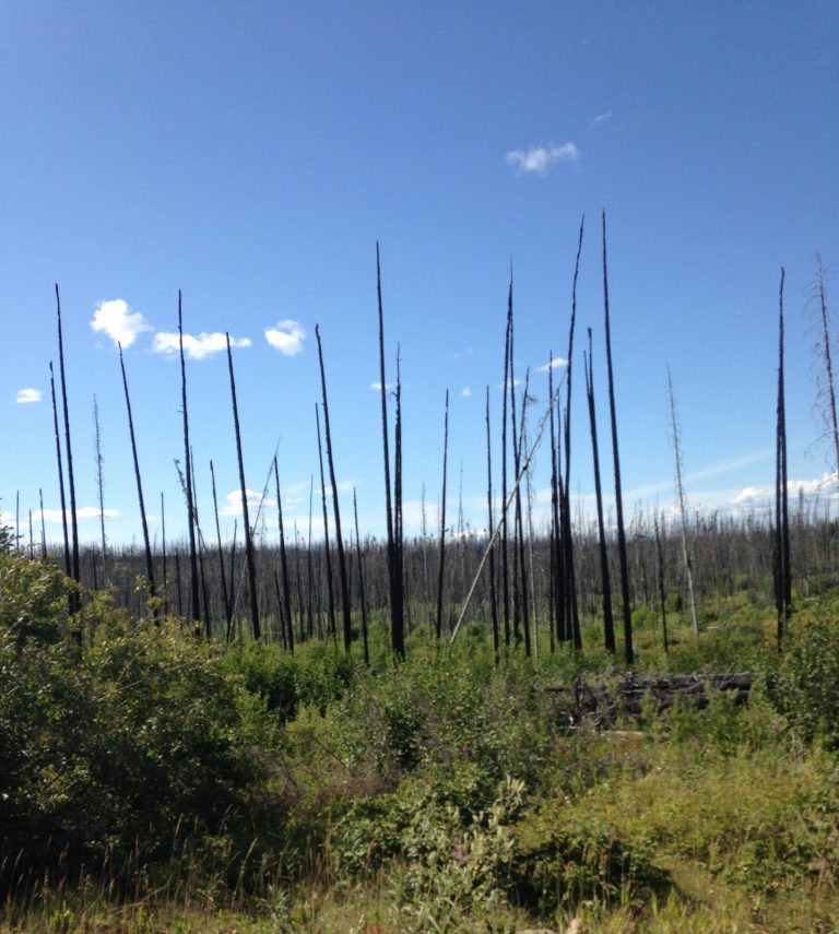 Millions being poured into re-growth of BC’s forests