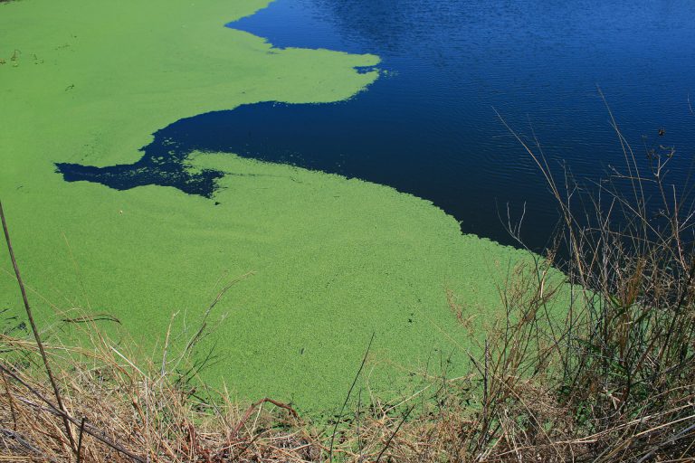 Blue-green algae safety tips: Northern Health