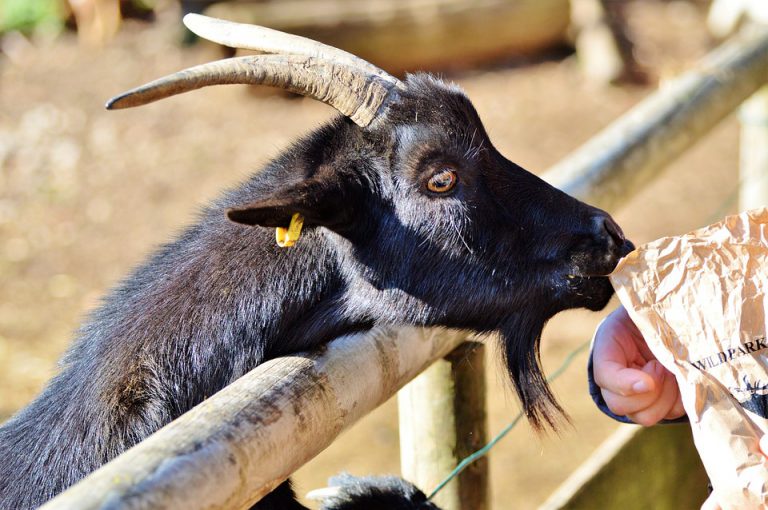 UNBC professor to Spoil Goats Milk In Upcoming Presentation