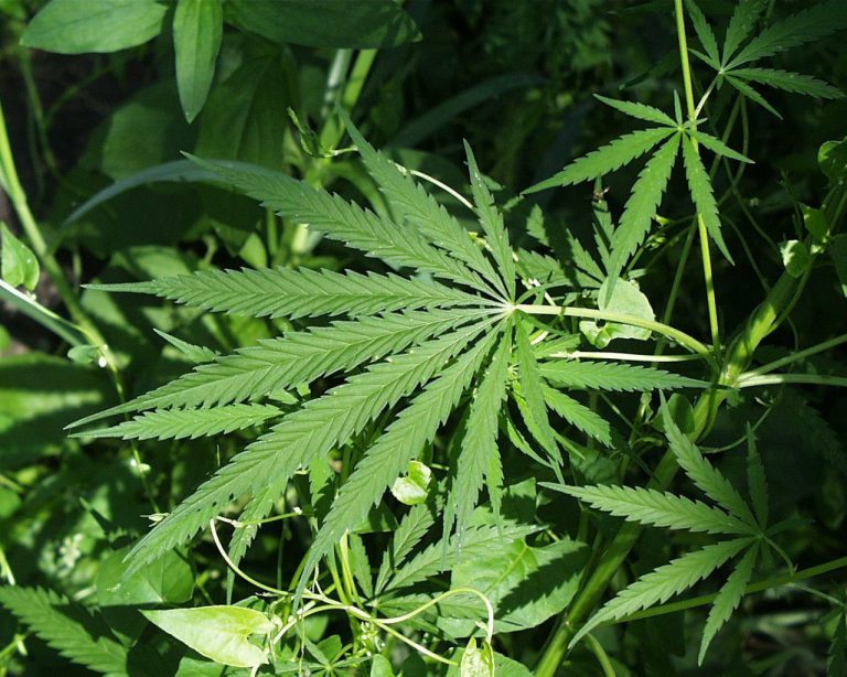 Anti-marijuana legalization group speaks up about reproductive health effects