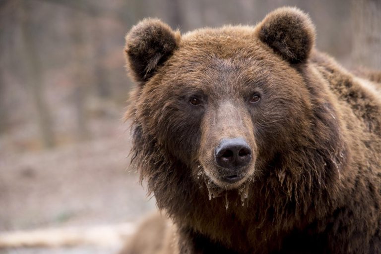 The hunting of grizzly bears has officially been banned by the provincial government