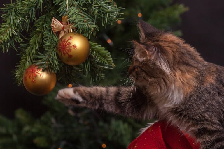 Safety Tips To Keep Your Pets Safe Over The Holiday