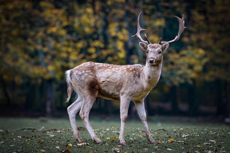 Public being reminded to think before feeding ungulates