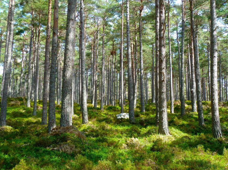 Positive audit for McLeod Lake Mackenzie community forest