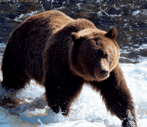 Bears starting to emerge from their dens in search of food