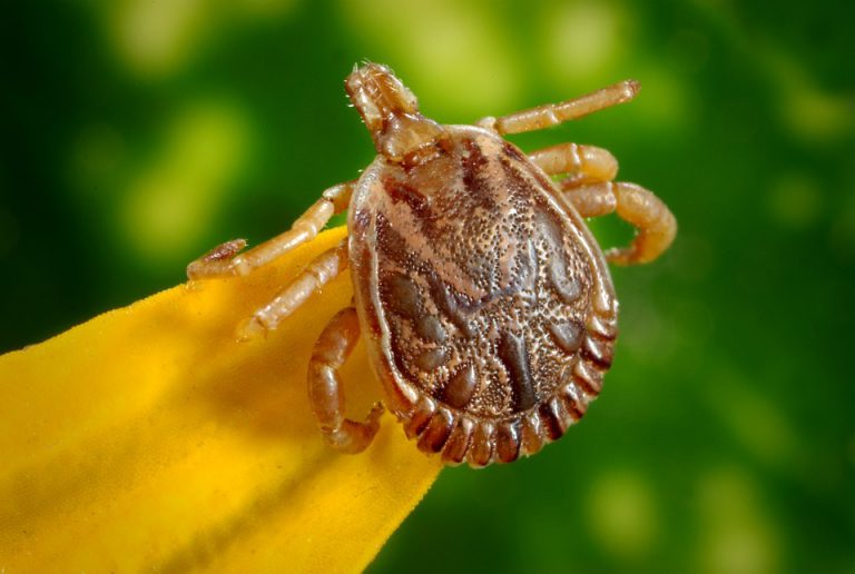 Lyme disease on the rise in BC