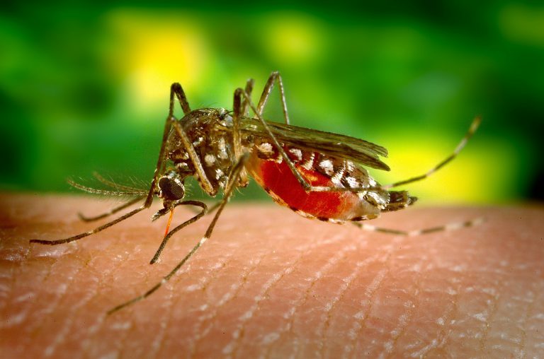 River levels causing more mosquitoes to emerge