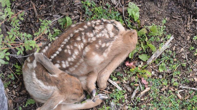 Mother deer gives birth to two fawns at UNBC - My Prince George Now