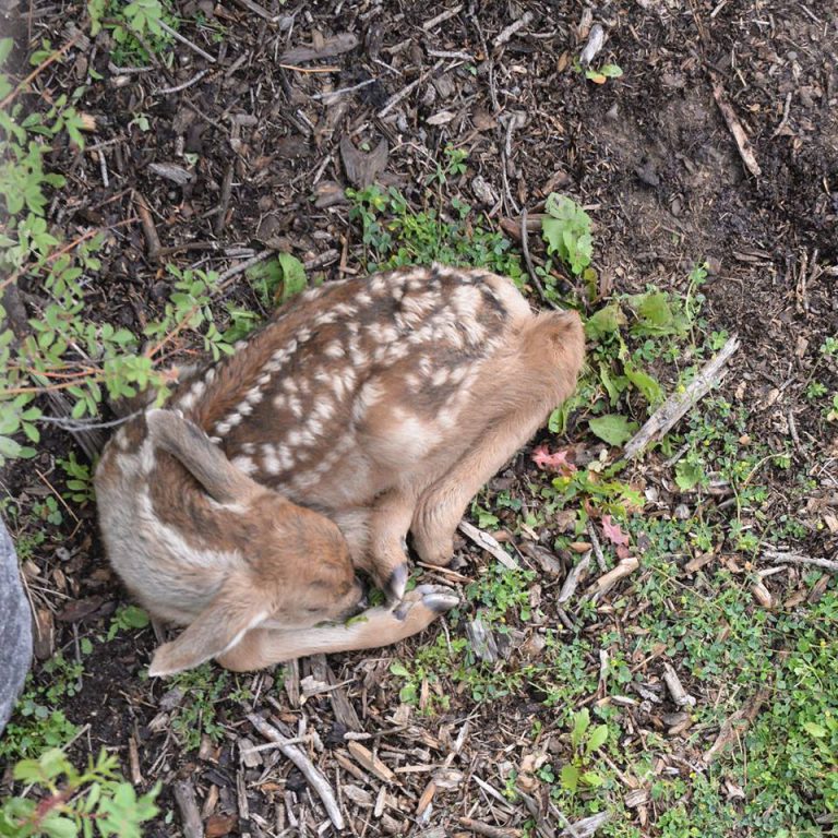 Mother deer gives birth to two fawns at UNBC