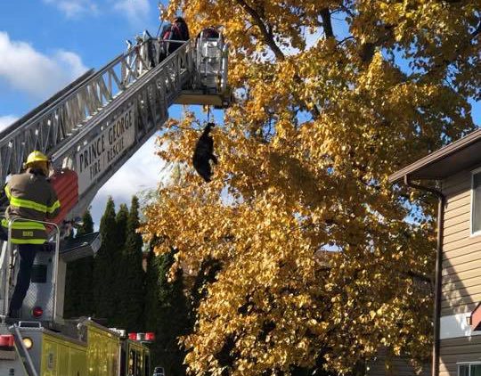 Bear cubs rescued from tree in College Heights