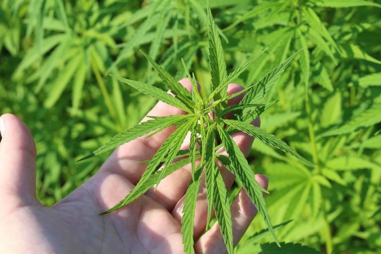 Plans in place for Prince George to land $350 mil industrial hemp facility