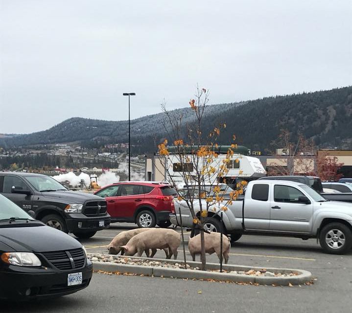 BC SPCA leads the way home for three little piggies who went to Williams Lake mall