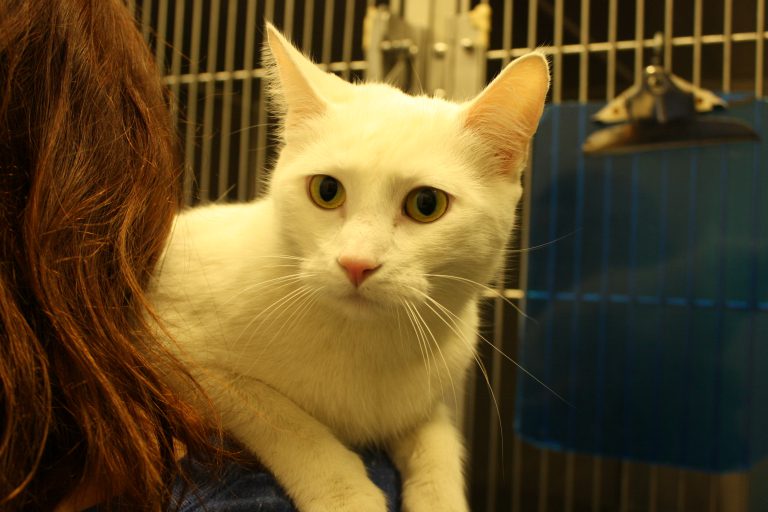 Cat found in locked kennel full of frozen urine at Prince George landfill