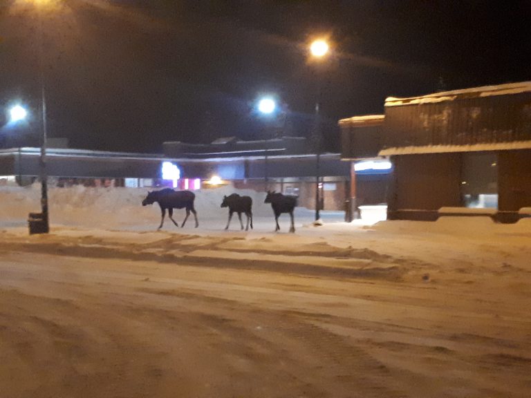 UPDATE: Moose cow and calves running around Prince George