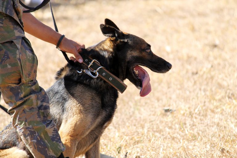 Police dog and civilian help PG RCMP to get their man