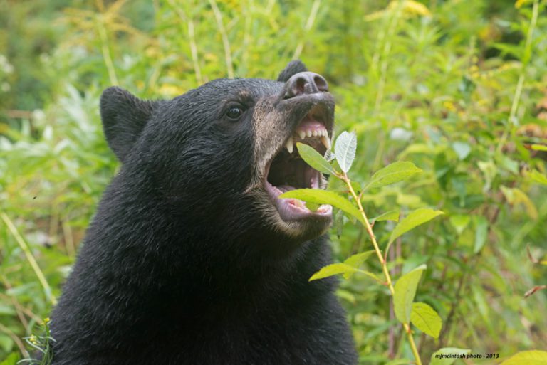 Un-BEAR-able Reality: Bear Awareness Society sites 35 bears killed within city limits last year