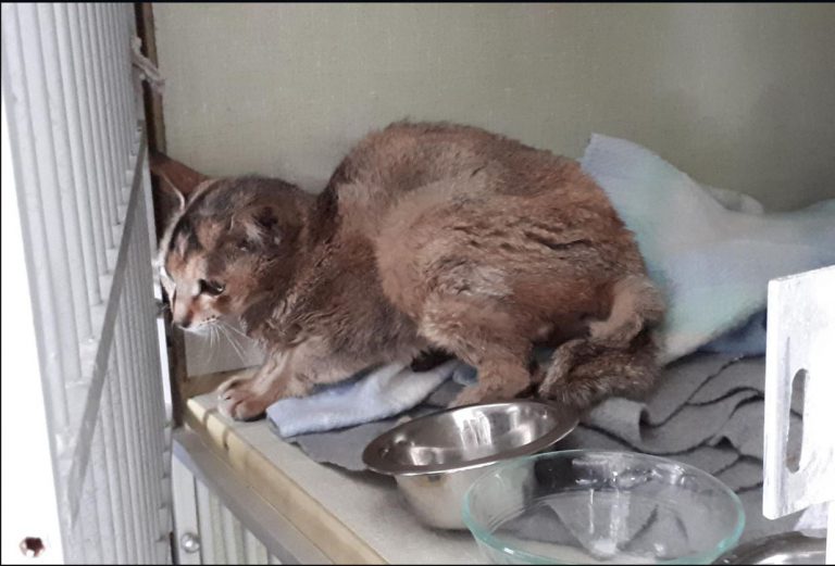 WATCH: Cat stuck in shipping crate gets delivered to PG from China