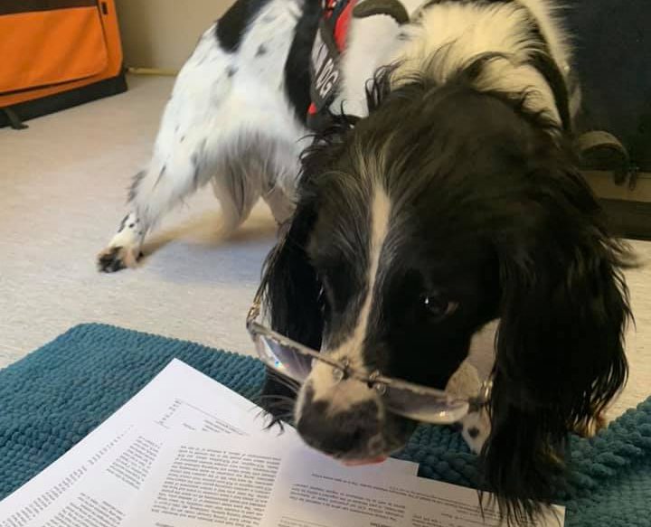 It’s a ruff life; Very good boy sniffs out Prince George hospital