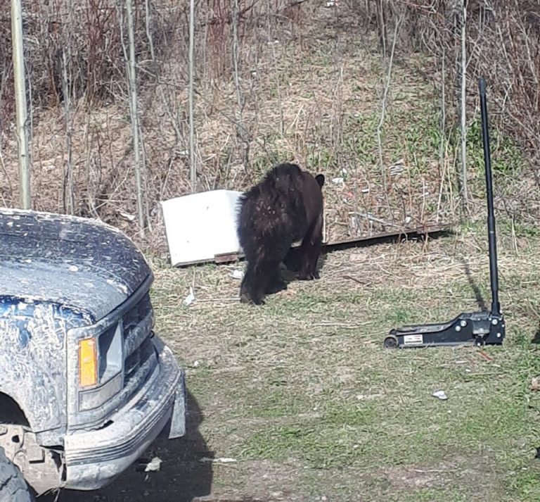 Aggressive bear spotted by PG resident