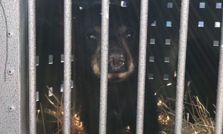 WATCH: Human negligence causes deaths of 10 bears in Prince George this spring