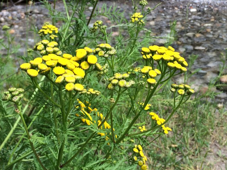 Prince George’s most unwanted: Common tansy