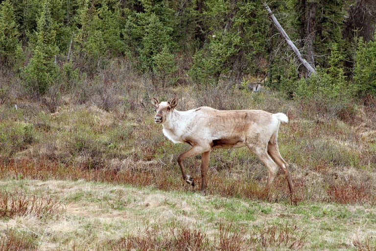 Interim moratorium announced on new industrial activities to protect northeastern BC Caribou Habitat