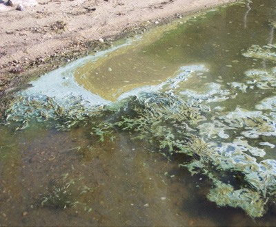 Don’t swim in blue-green algae: Northern Health