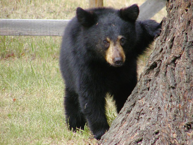 Black Bear sightings on the rise in Prince George